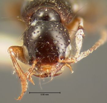 Media type: image;   Entomology 7322 Aspect: head frontal view